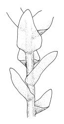 Pleurophascum ovalifolium, shoot details. Drawn from M.J.A. Simpson 8561, CHR 351331.
 Image: R.C. Wagstaff © Landcare Research 2015 